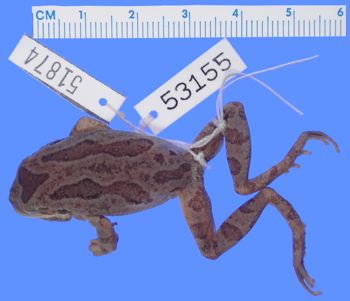 Media type: image; Herpetology A-51874